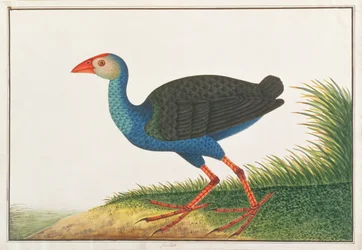 Purple Swamphen, from Drawings of Birds from Malacca